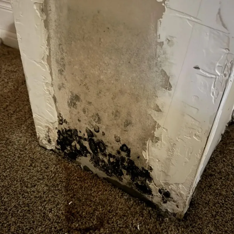 Professional Mold Removal in Zwolle, LA